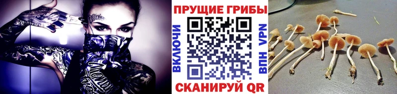 Галлюциногенные грибы Psilocybe  наркотики  Сысерть 